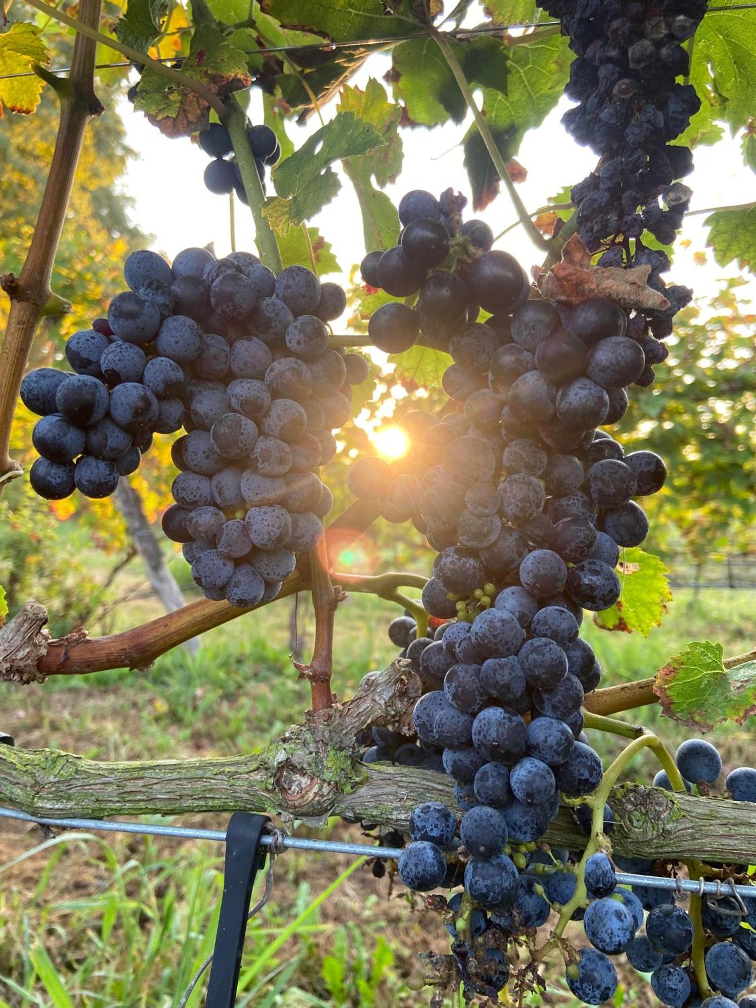 La Vineria Di San Mattia Villa Верона Екстериор снимка
